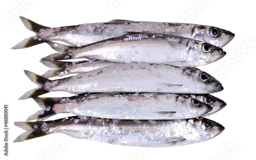 Herring fish stock isolated on white background photo