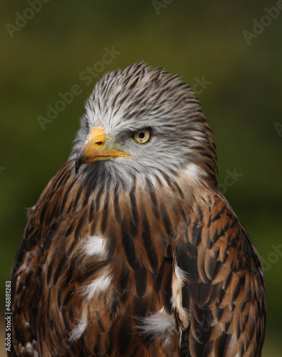 Portrait of a Red Kite