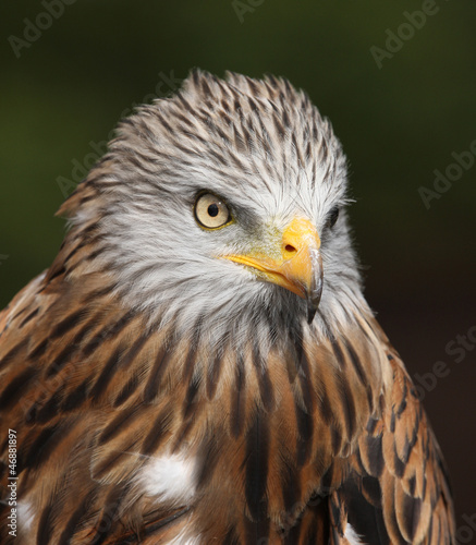 Portrait of a Red Kite