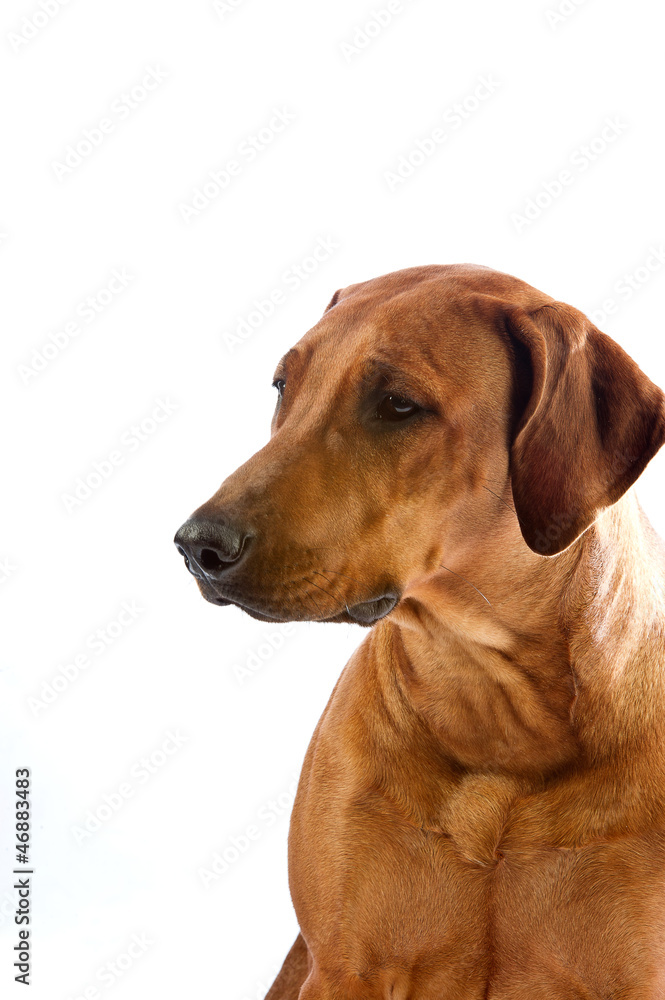 Beautiful dog rhodesian ridgeback portrait isolalted