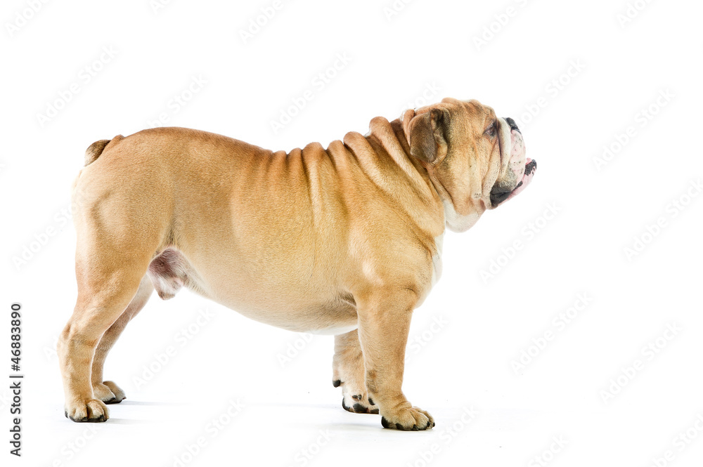 Cute English Bulldog dog staying isolated on white Cute English Bulldog dog staying isolated on white
