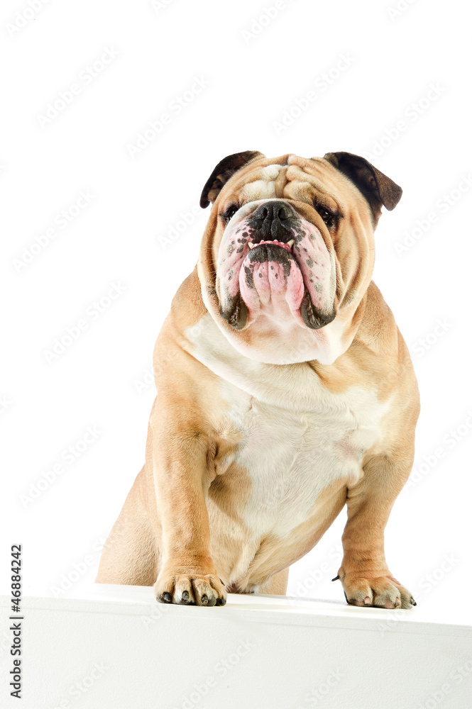Fototapeta premium Cute English Bulldog dog staying with front feet on white table