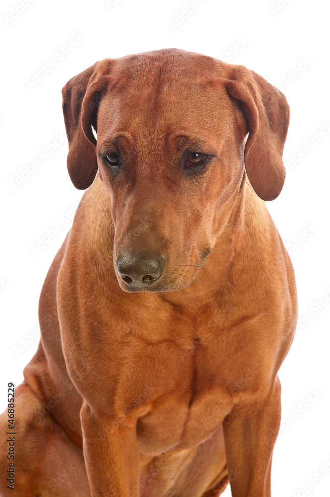 Beautiful dog rhodesian ridgeback isolalted