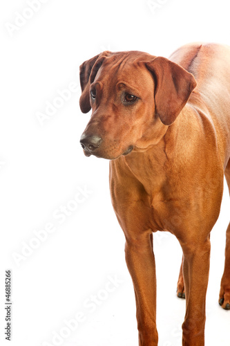 Beautiful dog rhodesian ridgeback isolalted