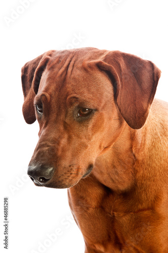 Beautiful dog rhodesian ridgeback isolalted