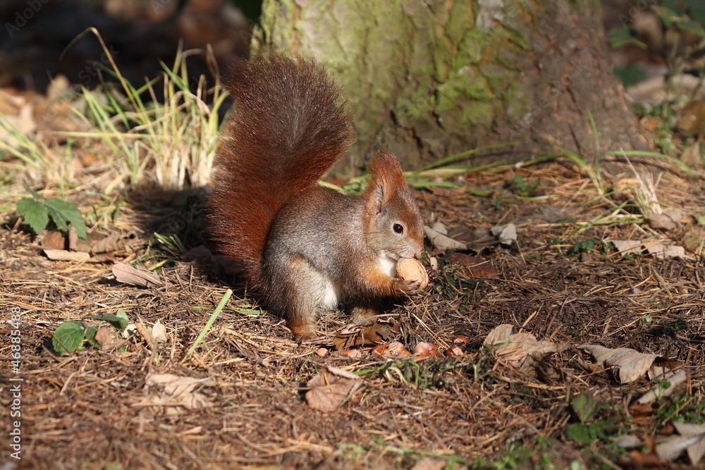 Red squirrel (Sciurus vulgaris) looking for nuts. Red squirrel (Sciurus vulgaris) looking for nuts.