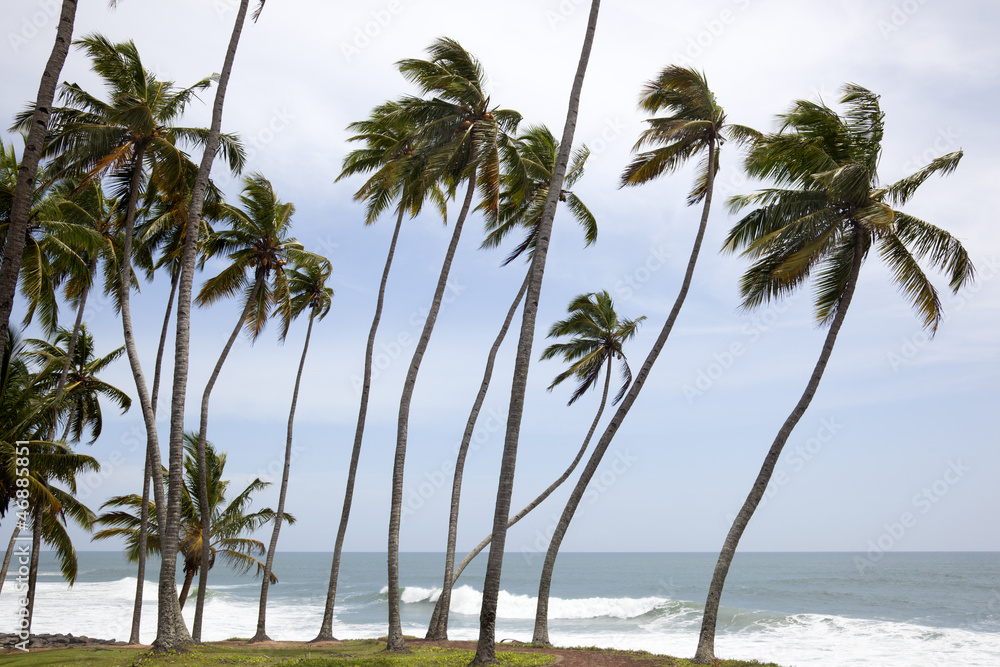 andscape with palm trunks bent on the coast of Varkala