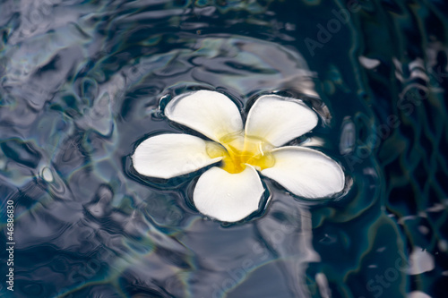 Plumeria on water surface