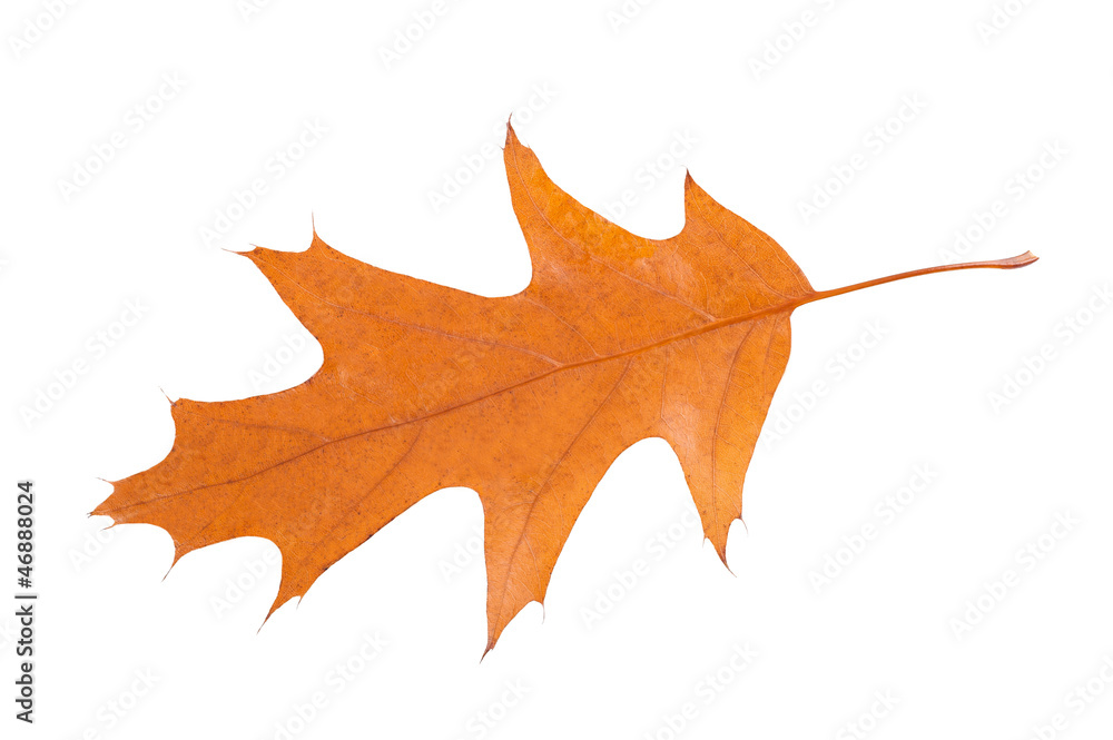 Naklejka premium oak leaf