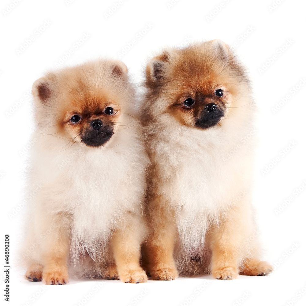 Puppies of a spitz-dog