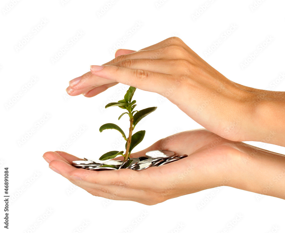 woman's hands are holding a money tree woman's hands are holding a money tree