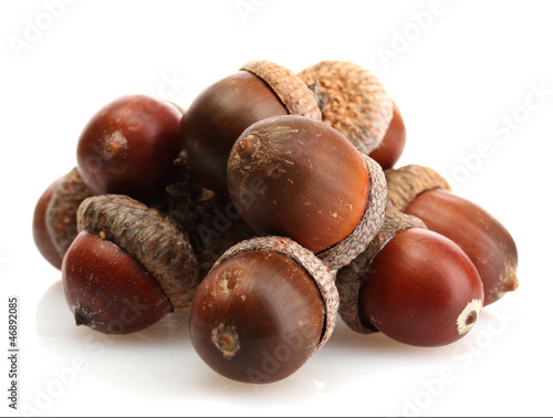 brown acorns, isolated on white