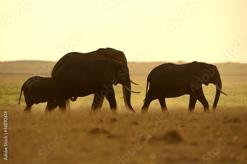 Elefanti al tramonto photo