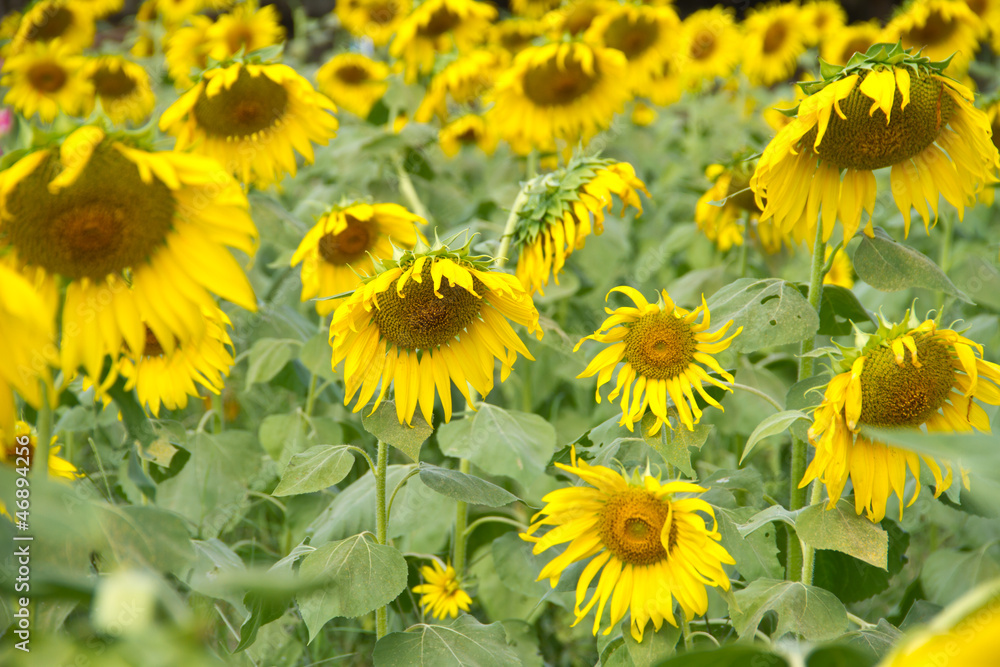 Fototapeta premium sunflower