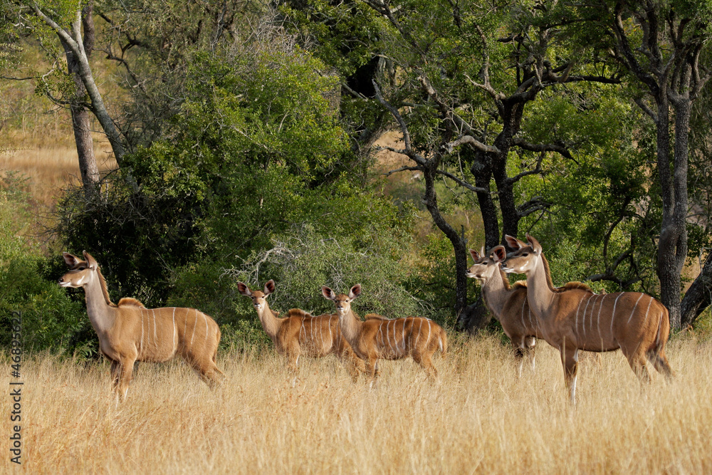 Fototapeta premium Kudu antelopes