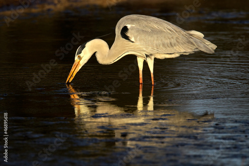 Fotografie Grey heron (Ardea cinerea) in water