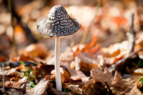 inedible hazardous to health mushrooms in the forest