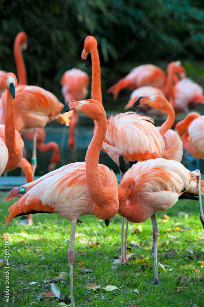 Flamingos Flamingos