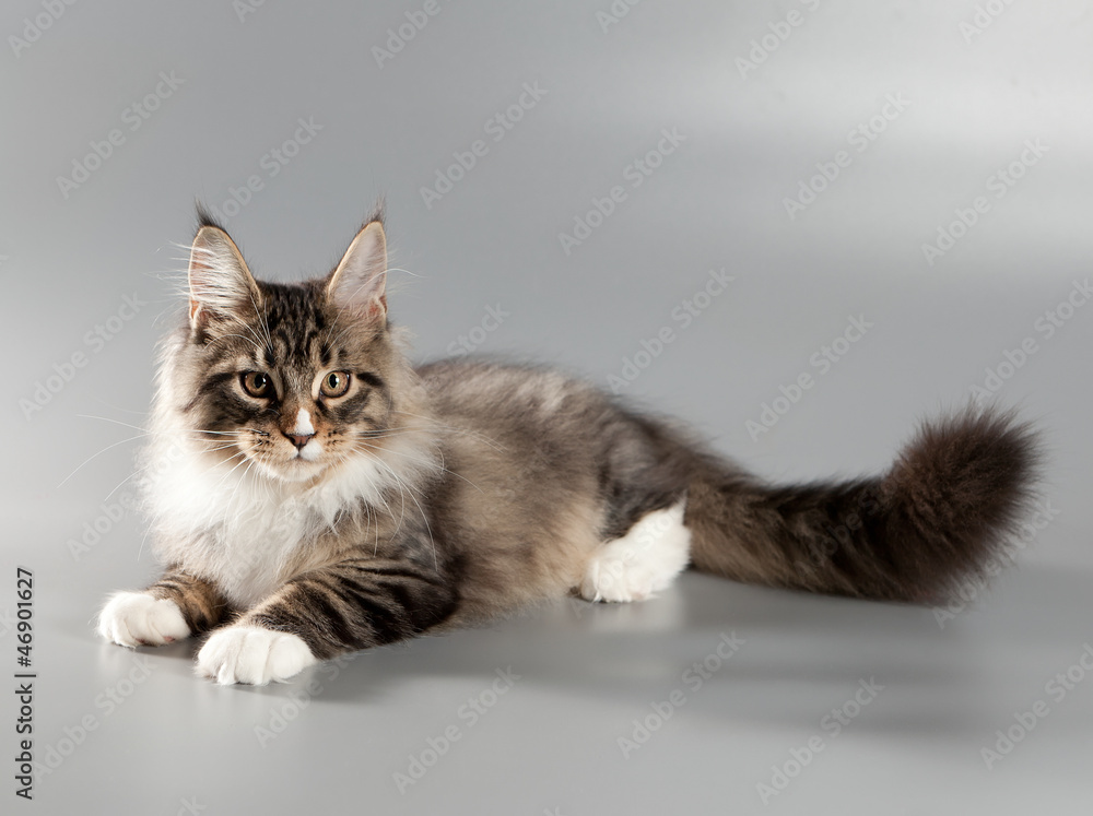 Kitten on a gray background. Maine Coon
