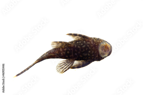 Aquarium Fish Bushymouth catfish (Ancistrus dolichopterus)