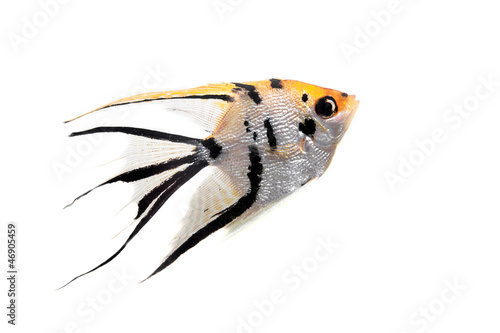 Angelfish (Pterophyllum scalare) in profile isolated on white