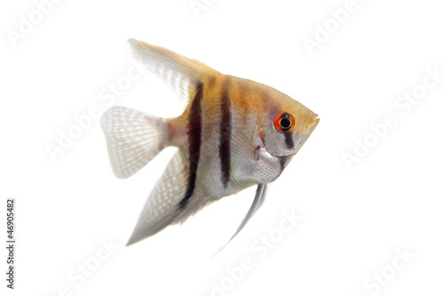 Angelfish (Pterophyllum scalare) in profile isolated on white