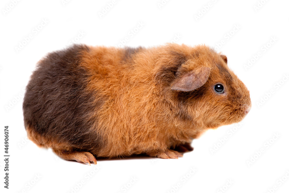 Teddy guinea pig, isolated on the white background Teddy guinea pig, isolated on the white background