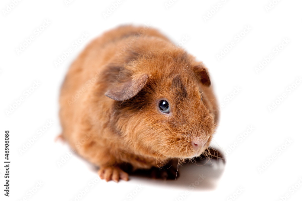 Teddy guinea pig, isolated on the white background Teddy guinea pig, isolated on the white background