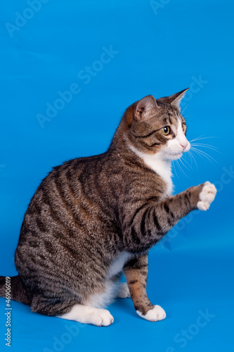 Playful tabby cat on the blue background © Farinoza