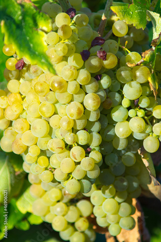 Obraz na płótnie White grape from AOC Maury, South of France w salonie