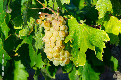 White grape from south of France photo