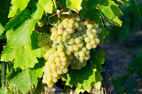 Obraz na płótnie White grape from South of France w salonie
