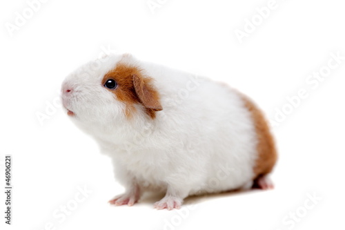 Teddy guinea pig, isolated on the white background