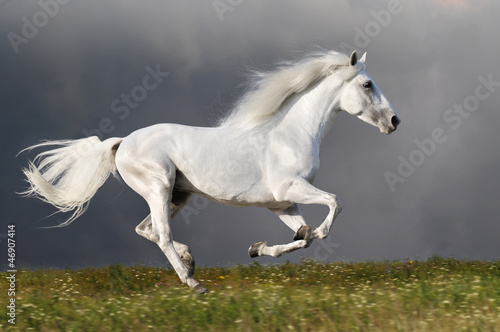 White horse runs on the dark sky background photo