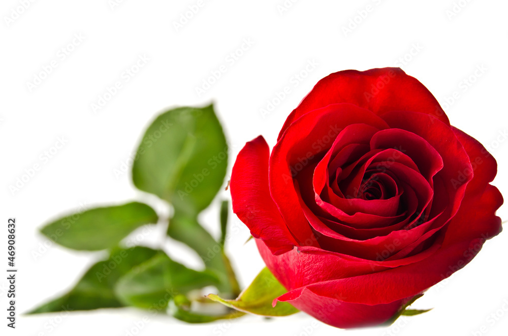 Red rose on the white Red rose on the white
