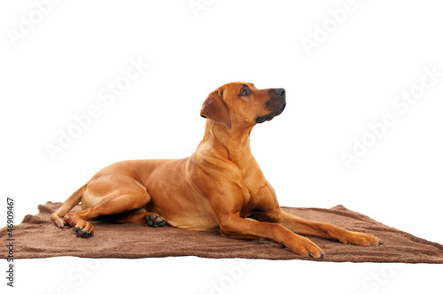 rhodesian ridgeback © PhotographyByMK