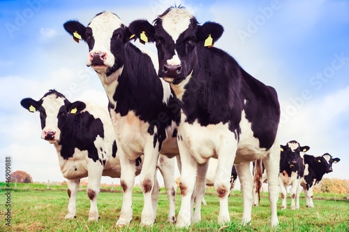 Rinder auf der Weide photo