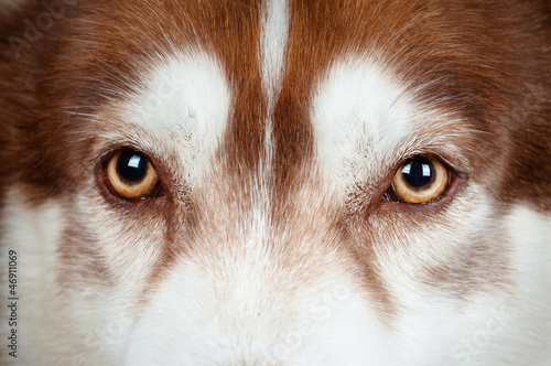 dog eyes close up photo