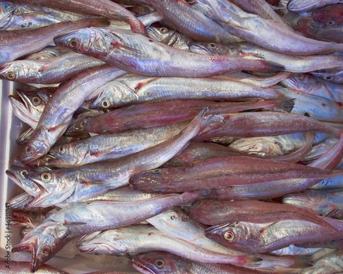 fresh cod fish (bacala) for sale