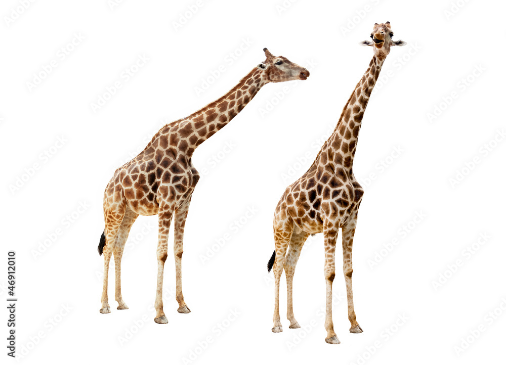 Giraffe couple cutout