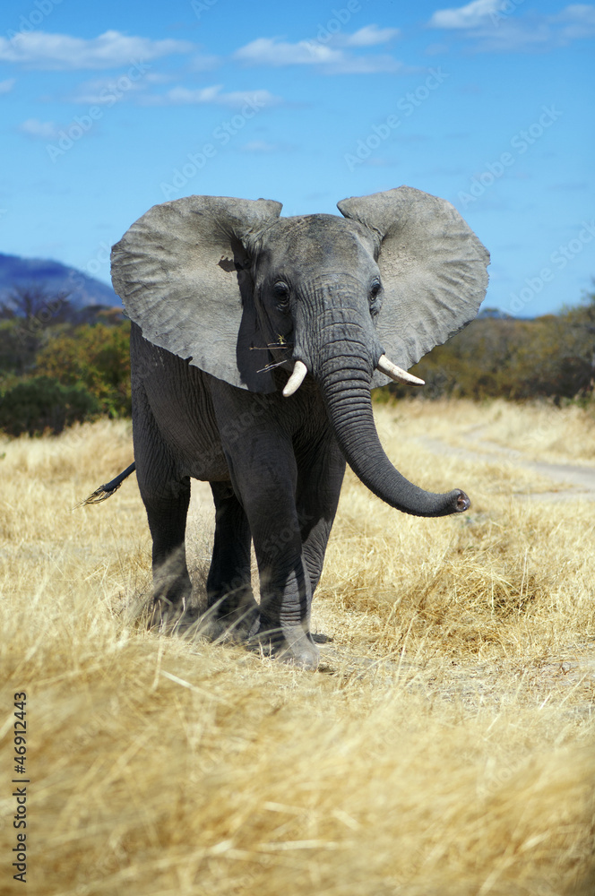 Fototapeta premium Elephant