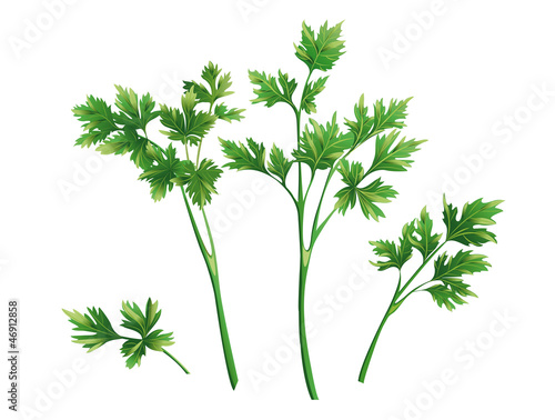 parsley