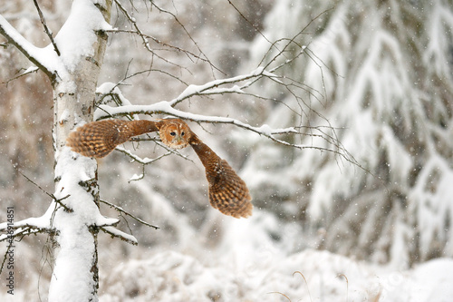 Quadro su tela Flying tawny owl