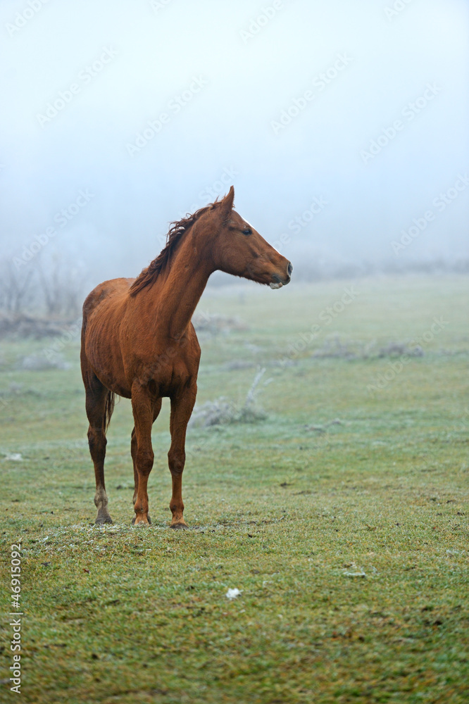 Fototapeta premium Horse