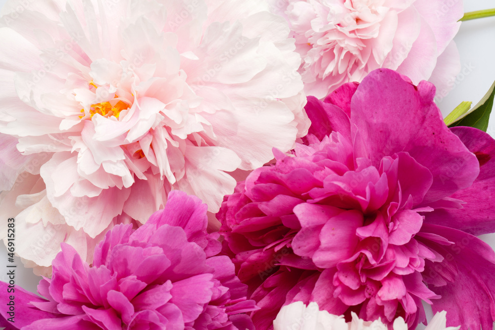 peony flower peony flower