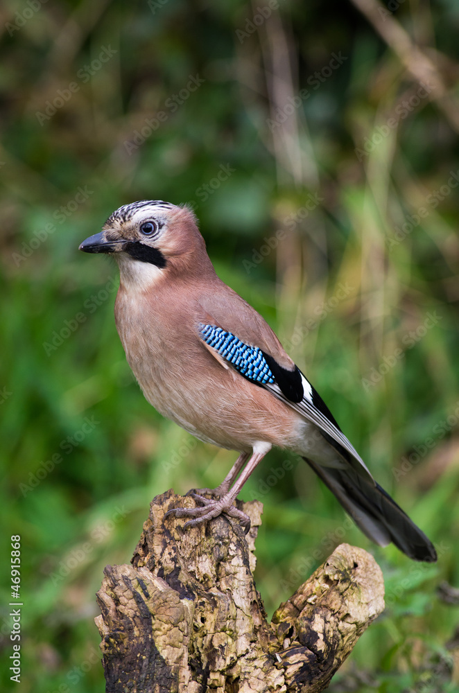 Jay (Garrulus glandarius) Jay (Garrulus glandarius)