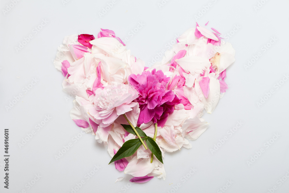 peony flower peony flower