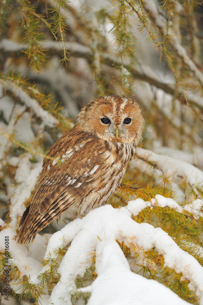Obraz premium Tawny owl in winter