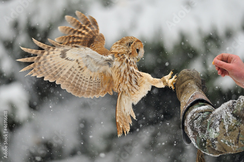 Принти на полотні Landing tawny owl on glove