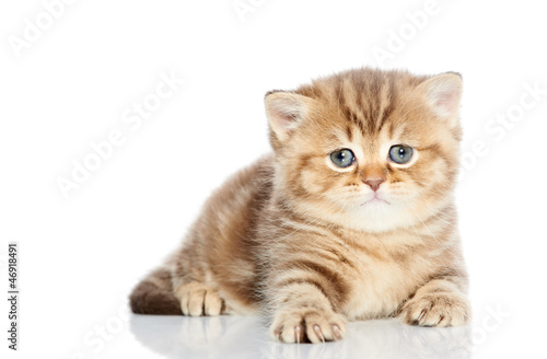British Shorthair kitten cat isolated